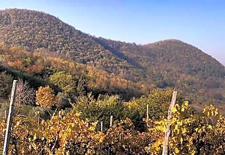Fattoria Busa Dell'oro 4*